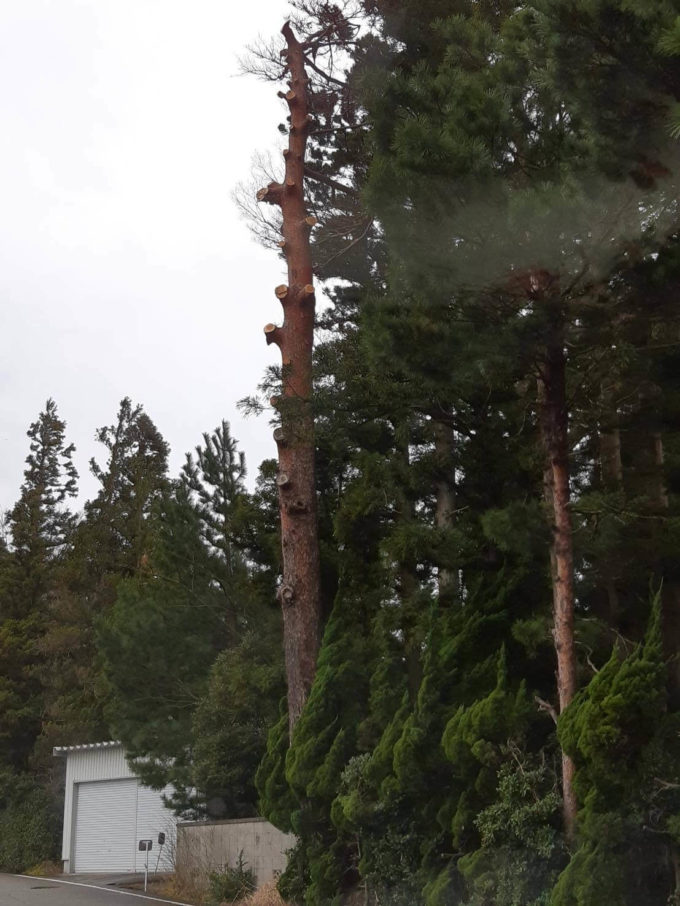 市が松の枝を伐採後の写真。実際は全ての枝が除去される