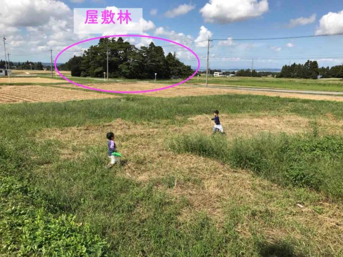 田んぼの中で屋敷林が点在する家の近所の写真