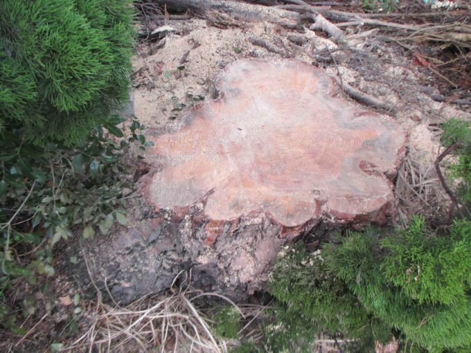 伐採された木の切り株:地面にそのまま残した写真