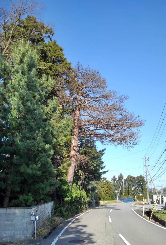 松食い虫にやられた30mの枯れた松の木が道路にはみ出す写真